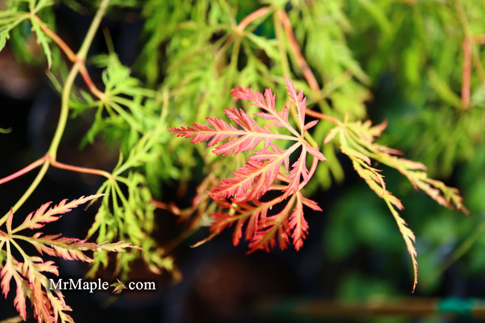 - Acer palmatum 'Lemon Lime Lace' Japanese Maple - Mr Maple │ Buy Japanese Maple Trees