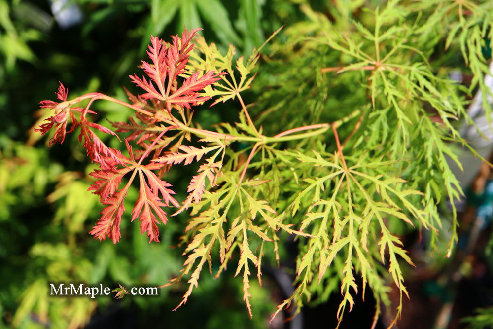梅モン Acer-palmatum-Lemon-Lime-Lace-