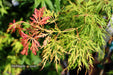 - Acer palmatum 'Lemon Lime Lace' Japanese Maple - Mr Maple │ Buy Japanese Maple Trees