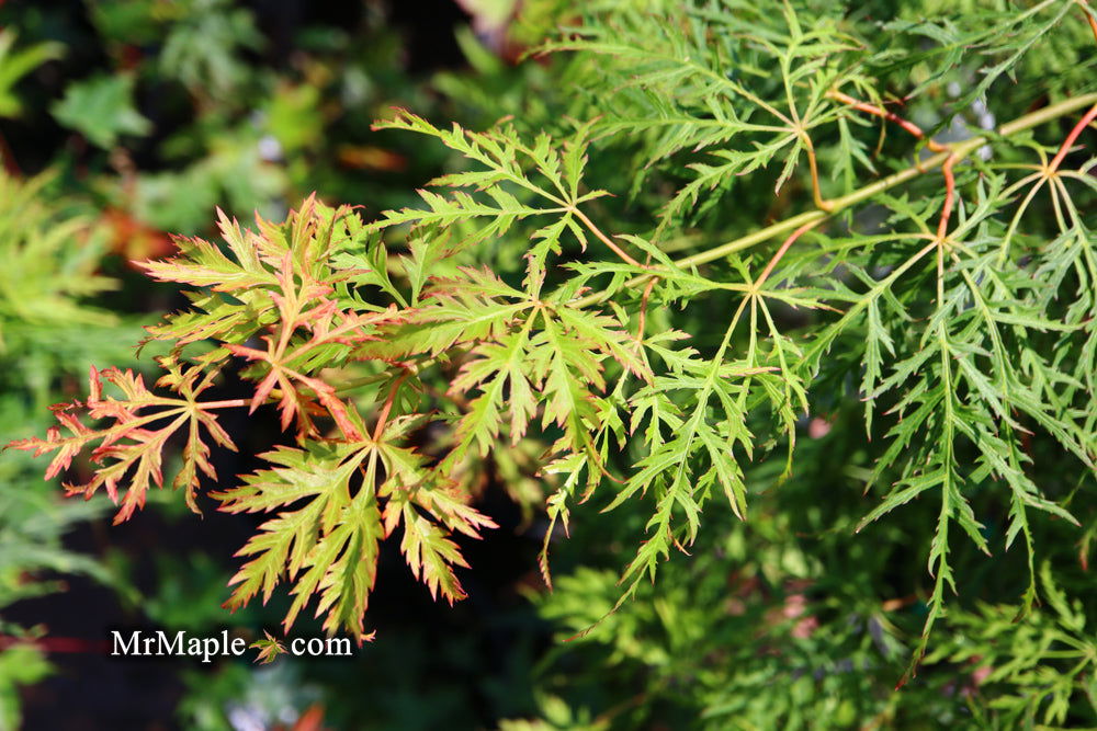 - Acer palmatum 'Lemon Lime Lace' Japanese Maple - Mr Maple │ Buy Japanese Maple Trees