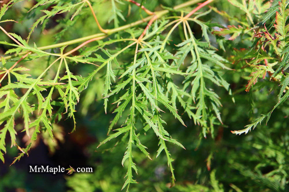 - Acer palmatum 'Lemon Lime Lace' Japanese Maple - Mr Maple │ Buy Japanese Maple Trees