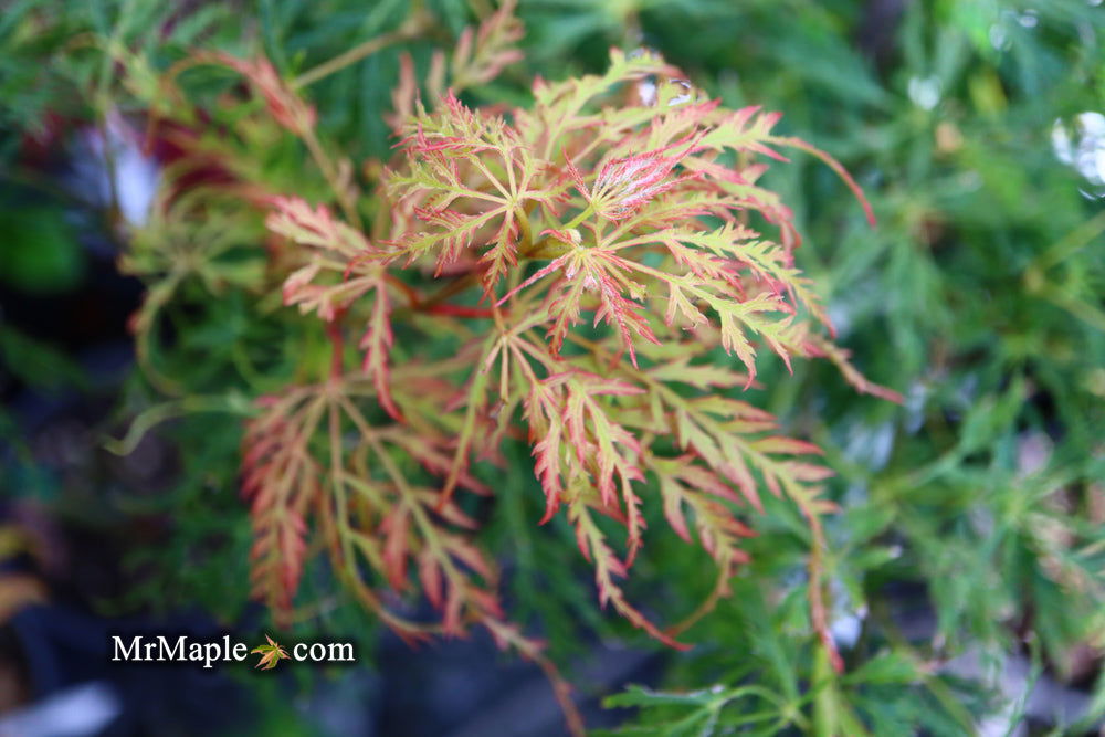 - Acer palmatum 'Lemon Lime Lace' Japanese Maple - Mr Maple │ Buy Japanese Maple Trees