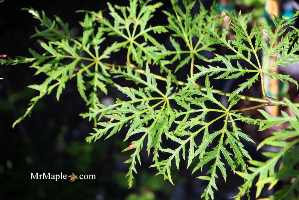 - Acer palmatum 'Lemon Lime Lace' Japanese Maple - Mr Maple │ Buy Japanese Maple Trees