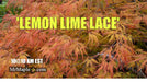 - Acer palmatum 'Lemon Lime Lace' Japanese Maple - Mr Maple │ Buy Japanese Maple Trees