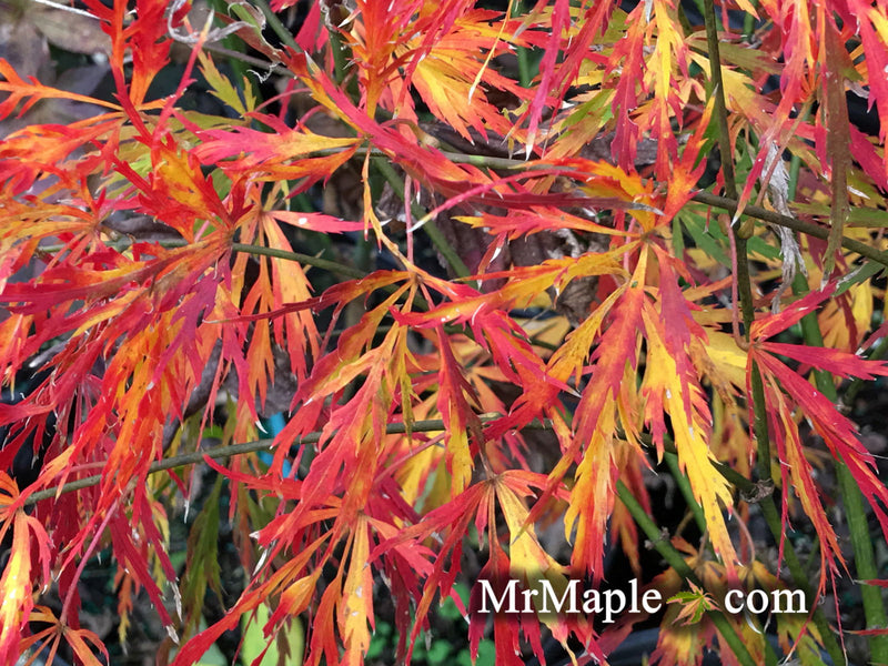- Acer palmatum 'Liberty Bell' Laceleaf Japanese Maple - Mr Maple │ Buy Japanese Maple Trees