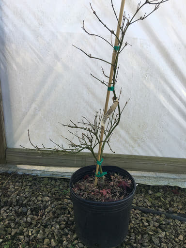 - Acer palmatum 'Liberty Bell' Laceleaf Japanese Maple - Mr Maple │ Buy Japanese Maple Trees
