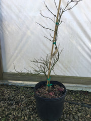 - Acer palmatum 'Liberty Bell' Laceleaf Japanese Maple - Mr Maple │ Buy Japanese Maple Trees