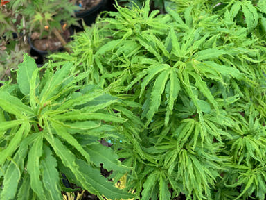 - Acer palmatum 'Lily Pad' Dwarf Japanese Maple - Mr Maple │ Buy Japanese Maple Trees