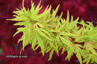 - Acer palmatum 'Lily Pad' Dwarf Japanese Maple - Mr Maple │ Buy Japanese Maple Trees