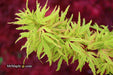 '- Acer palmatum 'Lily Pad' Dwarf Japanese Maple - Mr Maple │ Buy Japanese Maple Trees