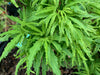 '- Acer palmatum 'Lily Pad' Dwarf Japanese Maple - Mr Maple │ Buy Japanese Maple Trees