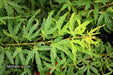 '- Acer palmatum 'Lily Pad' Dwarf Japanese Maple - Mr Maple │ Buy Japanese Maple Trees