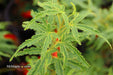 '- Acer palmatum 'Lily Pad' Dwarf Japanese Maple - Mr Maple │ Buy Japanese Maple Trees