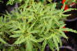 '- Acer palmatum 'Lily Pad' Dwarf Japanese Maple - Mr Maple │ Buy Japanese Maple Trees