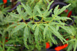 '- Acer palmatum 'Lily Pad' Dwarf Japanese Maple - Mr Maple │ Buy Japanese Maple Trees