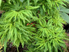 '- Acer palmatum 'Lily Pad' Dwarf Japanese Maple - Mr Maple │ Buy Japanese Maple Trees