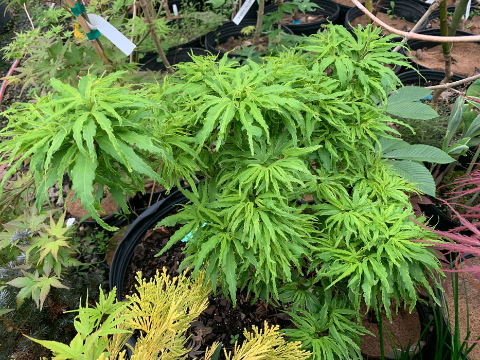 '- Acer palmatum 'Lily Pad' Dwarf Japanese Maple - Mr Maple │ Buy Japanese Maple Trees