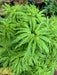 '- Acer palmatum 'Lily Pad' Dwarf Japanese Maple - Mr Maple │ Buy Japanese Maple Trees