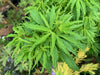 '- Acer palmatum 'Lily Pad' Dwarf Japanese Maple - Mr Maple │ Buy Japanese Maple Trees