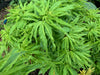 '- Acer palmatum 'Lily Pad' Dwarf Japanese Maple - Mr Maple │ Buy Japanese Maple Trees