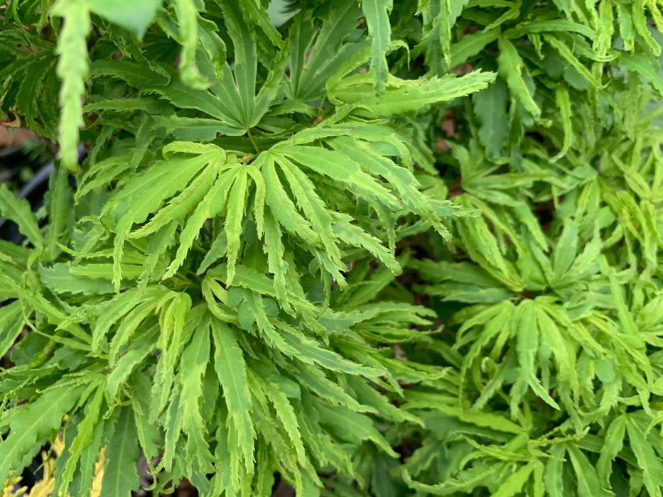 '- Acer palmatum 'Lily Pad' Dwarf Japanese Maple - Mr Maple │ Buy Japanese Maple Trees