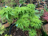 '- Acer palmatum 'Lily Pad' Dwarf Japanese Maple - Mr Maple │ Buy Japanese Maple Trees