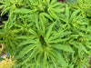 '- Acer palmatum 'Lily Pad' Dwarf Japanese Maple - Mr Maple │ Buy Japanese Maple Trees