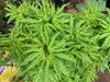 '- Acer palmatum 'Lily Pad' Dwarf Japanese Maple - Mr Maple │ Buy Japanese Maple Trees