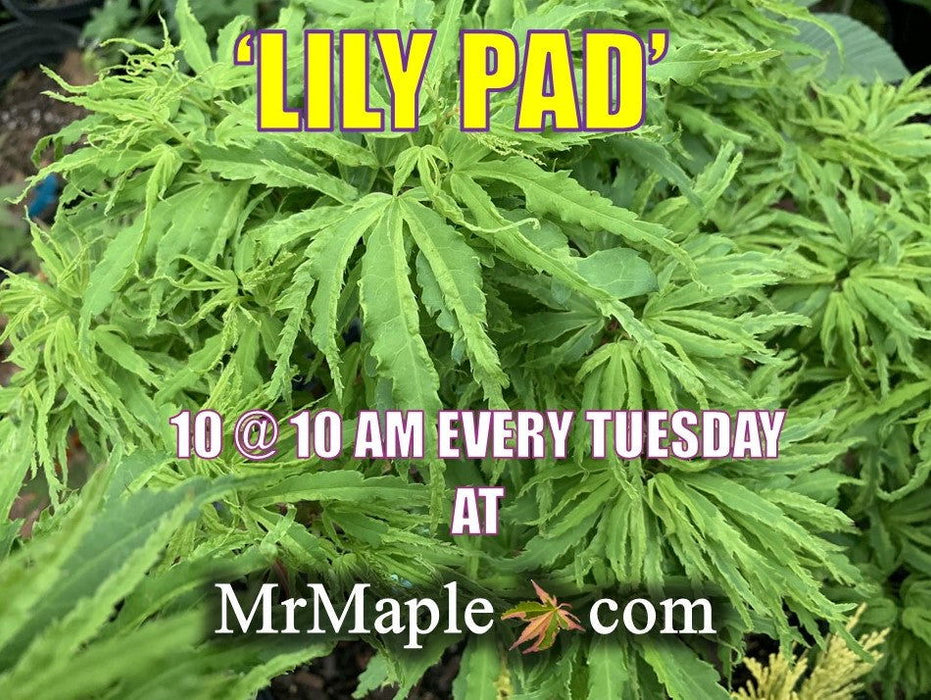 '- Acer palmatum 'Lily Pad' Dwarf Japanese Maple - Mr Maple │ Buy Japanese Maple Trees