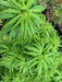 '- Acer palmatum 'Lily Pad' Dwarf Japanese Maple - Mr Maple │ Buy Japanese Maple Trees