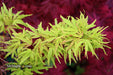 '- Acer palmatum 'Lily Pad' Dwarf Japanese Maple - Mr Maple │ Buy Japanese Maple Trees