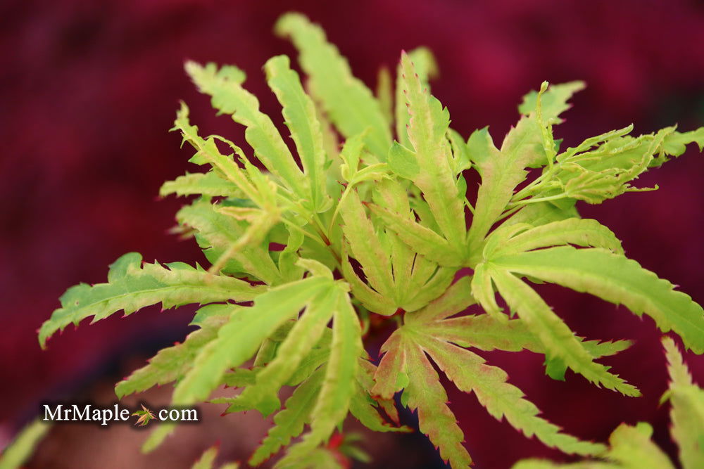 '- Acer palmatum 'Lily Pad' Dwarf Japanese Maple - Mr Maple │ Buy Japanese Maple Trees