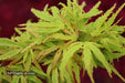 '- Acer palmatum 'Lily Pad' Dwarf Japanese Maple - Mr Maple │ Buy Japanese Maple Trees