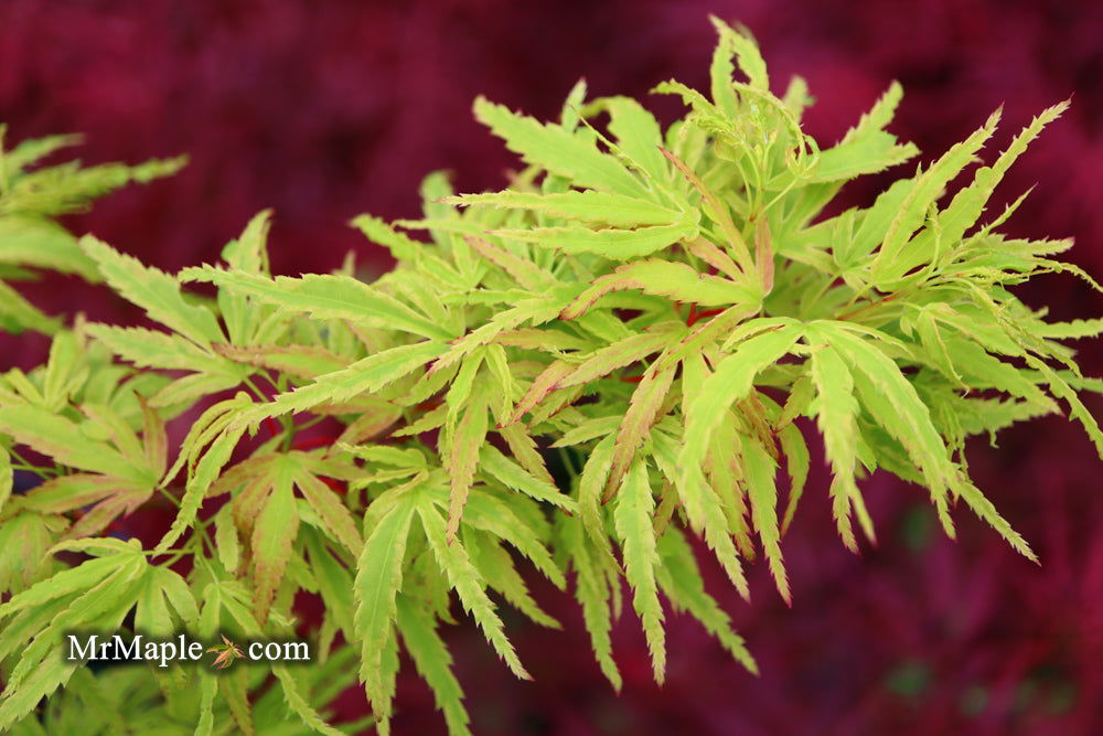 '- Acer palmatum 'Lily Pad' Dwarf Japanese Maple - Mr Maple │ Buy Japanese Maple Trees