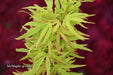 '- Acer palmatum 'Lily Pad' Dwarf Japanese Maple - Mr Maple │ Buy Japanese Maple Trees