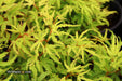 '- Acer palmatum 'Lily Pad' Dwarf Japanese Maple - Mr Maple │ Buy Japanese Maple Trees