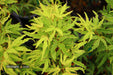 '- Acer palmatum 'Lily Pad' Dwarf Japanese Maple - Mr Maple │ Buy Japanese Maple Trees