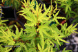 '- Acer palmatum 'Lily Pad' Dwarf Japanese Maple - Mr Maple │ Buy Japanese Maple Trees