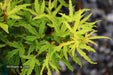 '- Acer palmatum 'Lily Pad' Dwarf Japanese Maple - Mr Maple │ Buy Japanese Maple Trees