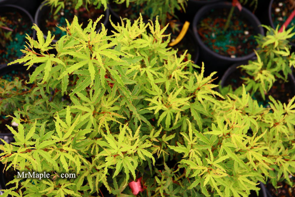 '- Acer palmatum 'Lily Pad' Dwarf Japanese Maple - Mr Maple │ Buy Japanese Maple Trees