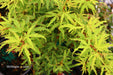 '- Acer palmatum 'Lily Pad' Dwarf Japanese Maple - Mr Maple │ Buy Japanese Maple Trees