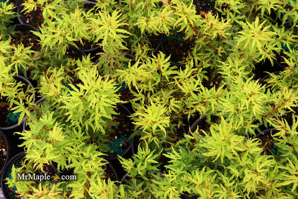 '- Acer palmatum 'Lily Pad' Dwarf Japanese Maple - Mr Maple │ Buy Japanese Maple Trees