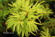 '- Acer palmatum 'Lily Pad' Dwarf Japanese Maple - Mr Maple │ Buy Japanese Maple Trees