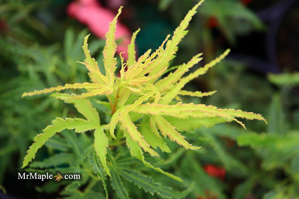 '- Acer palmatum 'Lily Pad' Dwarf Japanese Maple - Mr Maple │ Buy Japanese Maple Trees