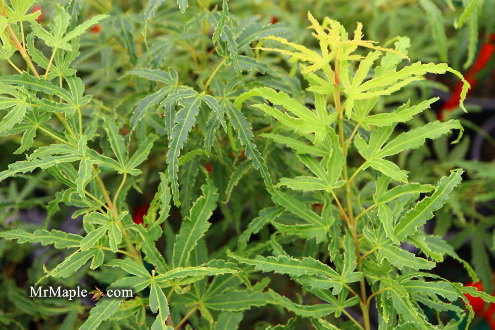 '- Acer palmatum 'Lily Pad' Dwarf Japanese Maple - Mr Maple │ Buy Japanese Maple Trees