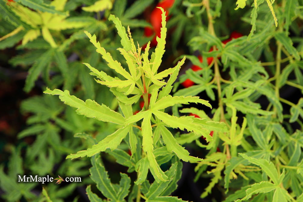 '- Acer palmatum 'Lily Pad' Dwarf Japanese Maple - Mr Maple │ Buy Japanese Maple Trees