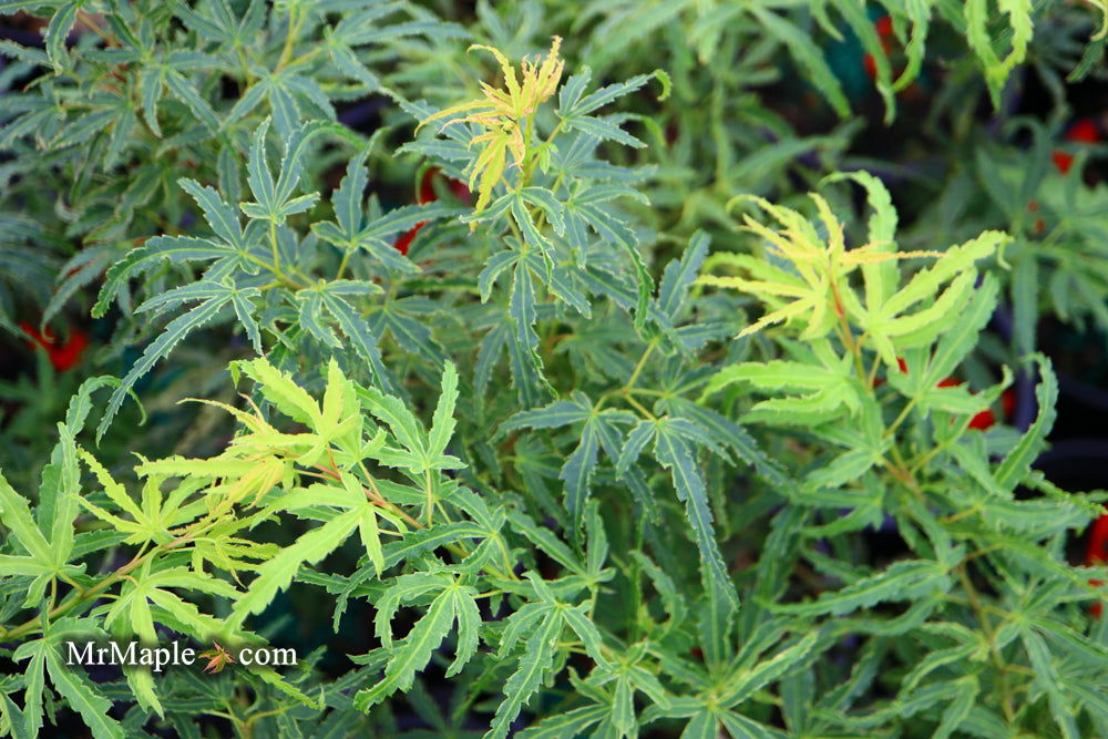 '- Acer palmatum 'Lily Pad' Dwarf Japanese Maple - Mr Maple │ Buy Japanese Maple Trees