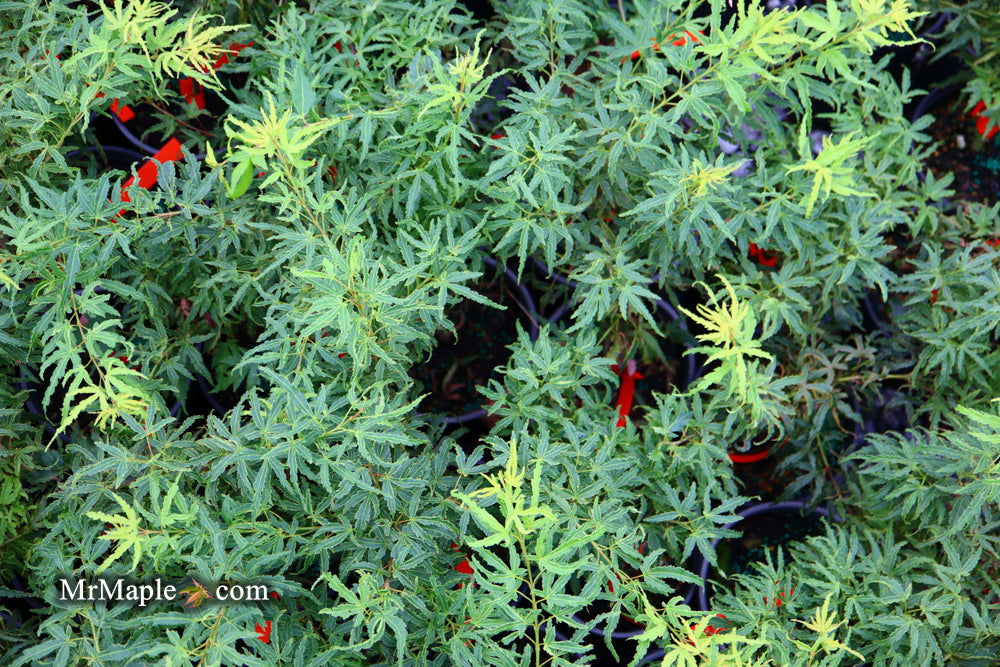 '- Acer palmatum 'Lily Pad' Dwarf Japanese Maple - Mr Maple │ Buy Japanese Maple Trees