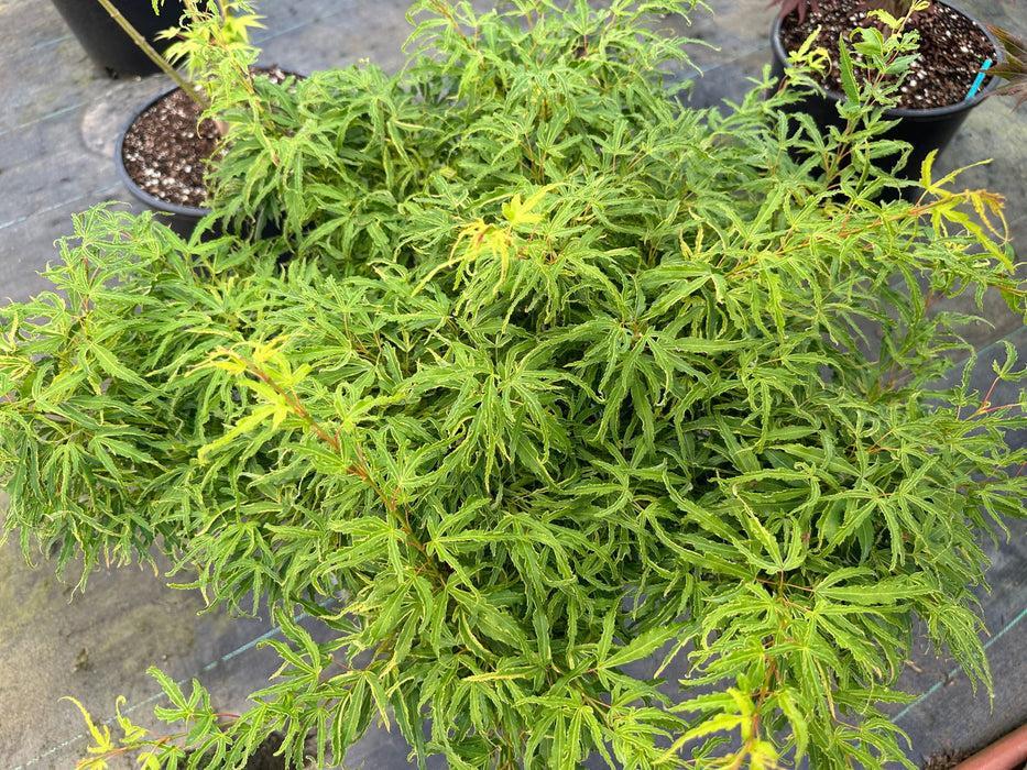 '- Acer palmatum 'Lily Pad' Dwarf Japanese Maple - Mr Maple │ Buy Japanese Maple Trees