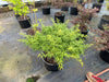 '- Acer palmatum 'Lily Pad' Dwarf Japanese Maple - Mr Maple │ Buy Japanese Maple Trees